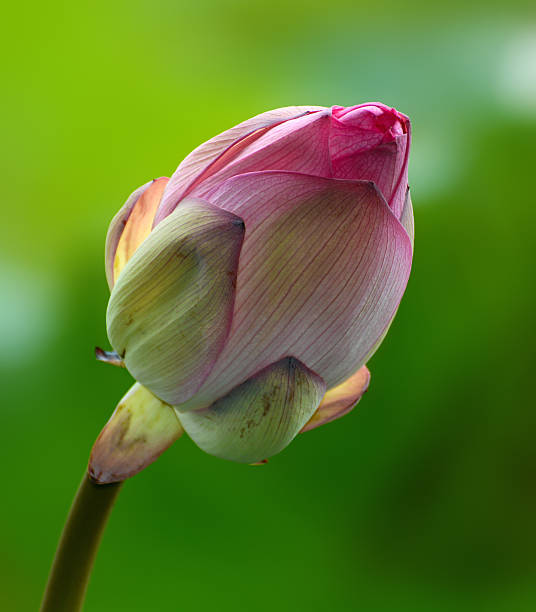 神聖な蓮とも呼ばれるネルンボヌシフェラのピンクの花の芽 - lotus pink petal closed ストックフォトと画像