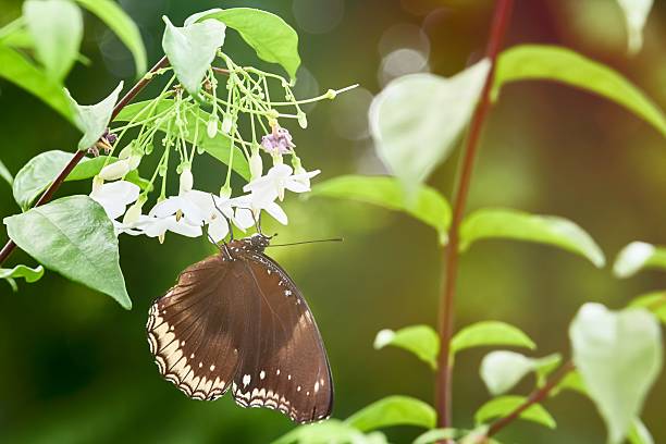 borboleta marrom na natureza - vestigial wing - fotografias e filmes do acervo