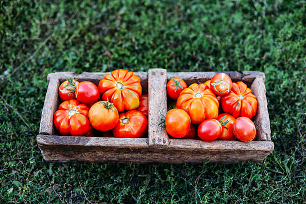 istock Assorted tomatoes in brown paper bags. 598793308