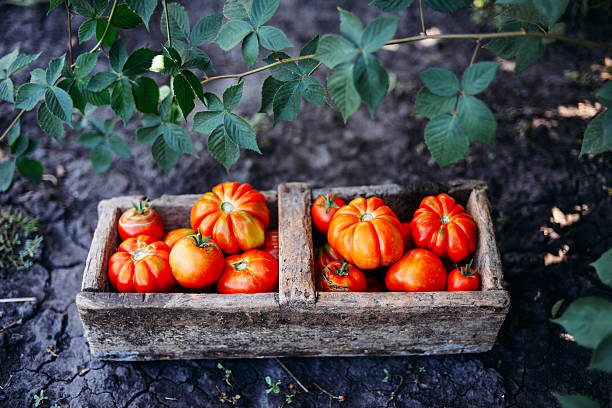 istock Assorted tomatoes in brown paper bags. 598793484