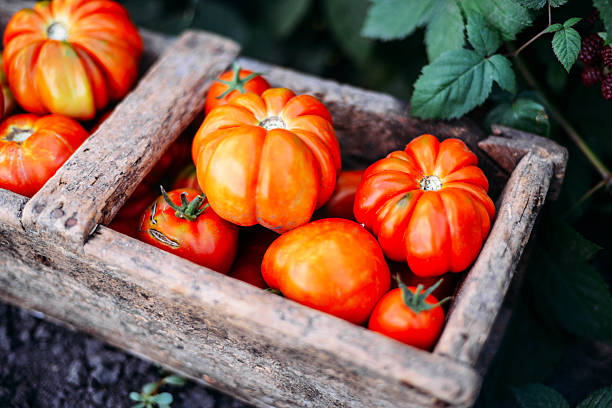 istock Assorted tomatoes in brown paper bags. 598793622