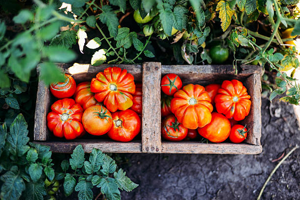 istock Assorted tomatoes in brown paper bags. 598793696