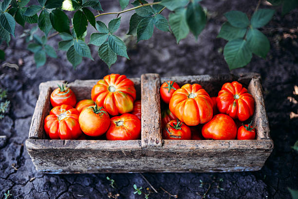 istock Assorted tomatoes in brown paper bags. 598793742