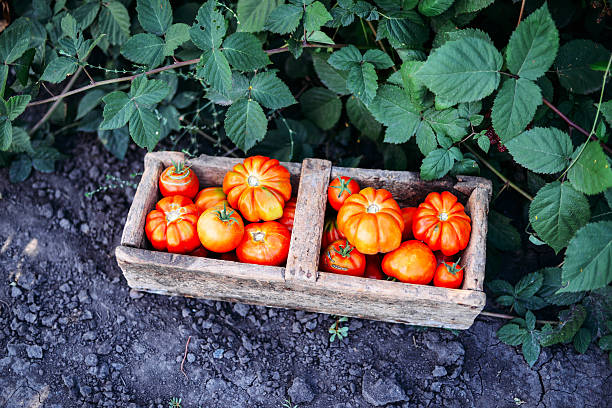 istock Assorted tomatoes in brown paper bags. 598794108
