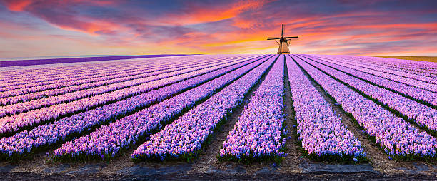 dramática escena de primavera en la granja de flores. - netherlands fotografías e imágenes de stock