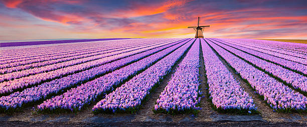 dramatic spring scene on the flowers farm. - netherlands 個照片及圖片檔