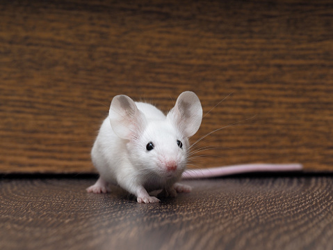 White mouse with red eyes sitting on the floor. Very long pink tail rodentWhite mouse sits on the floor. Portrait of a rodent