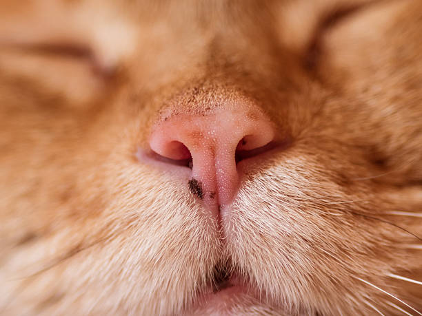 istock Nose of a red cat. 598795382