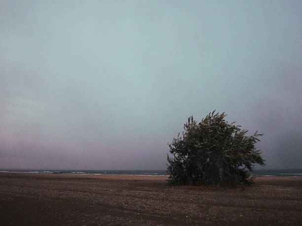 olive tree on a beach - doremi imagens e fotografias de stock