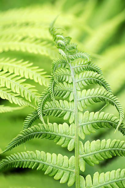 istock Young fern leaves 598797584