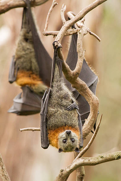 istock Bats Hanging in the Trees 598798188