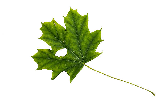 istock Green Color Maple Leaf with Texture isolated on White Background. 598798230