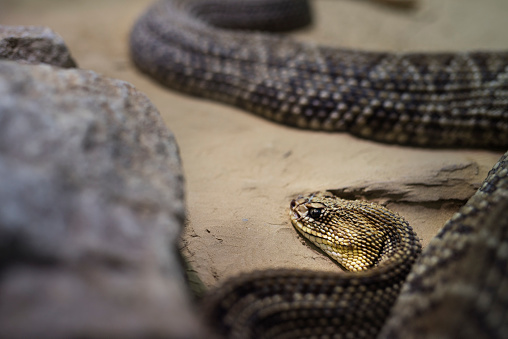 animals in wildlife, rattlesnake near rock crawling on the ground.