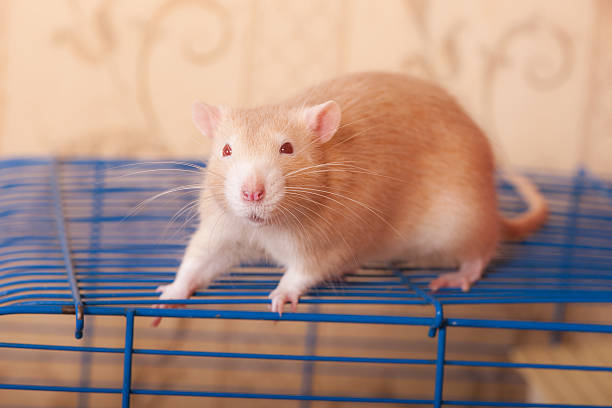 istock portrait of ginger rat 598798326