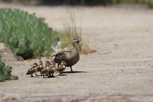 istock Eastern Spot-billed Duck family 598800036