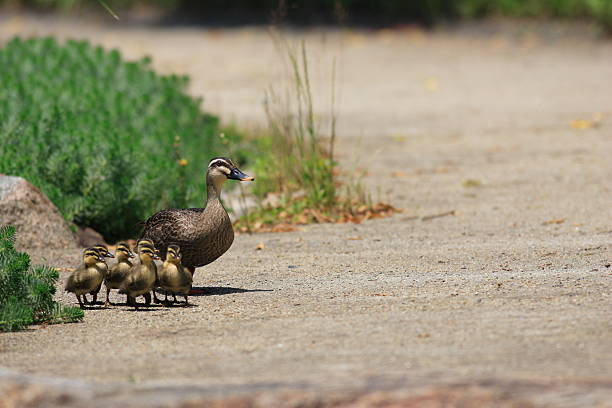 istock Eastern Spot-billed Duck family 598800074