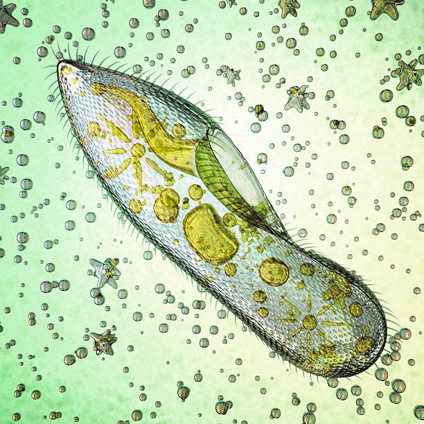 microorganismo biológico paramecium caudatum - paramecium fotografías e imágenes de stock