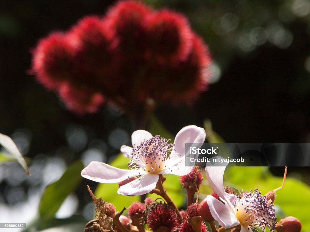 Achiote - Foto de stock de Achiote libre de derechos