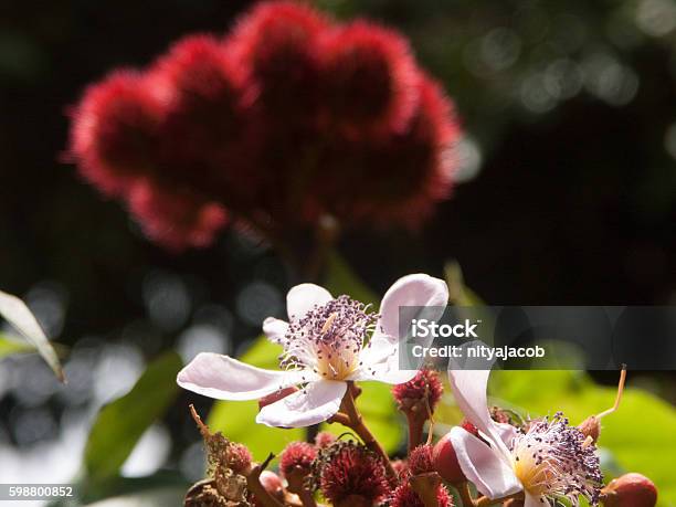 Achiote Foto de stock y más banco de imágenes de Achiote - Achiote, Colores, Fotografía - Imágenes