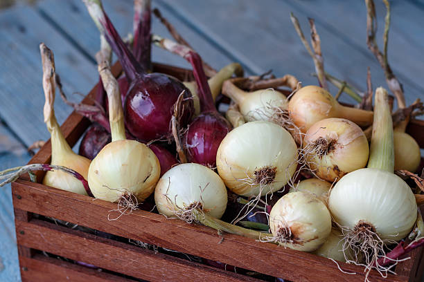 istock Red and yellow onion in the wooden box. 598802462