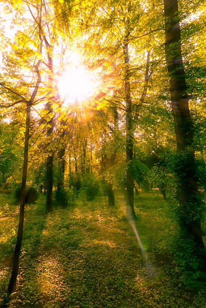 Sun shines through the tree leaves in autumn stock photo