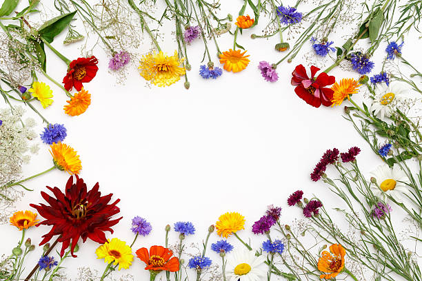 istock Flowers on white background. Top view, flat lay 598805290