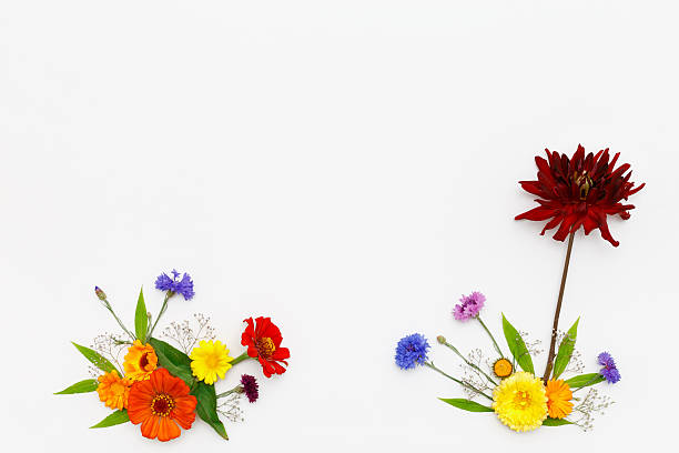 istock Flowers on white background. Top view, flat lay 598805502