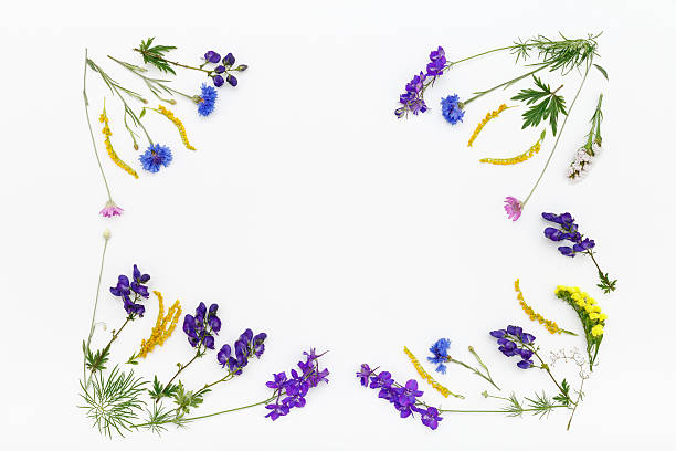 istock Flowers on white background. Top view, flat lay 598805636