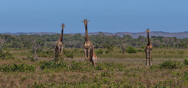 istock Giraffes in South Africa Kruger park 598805792