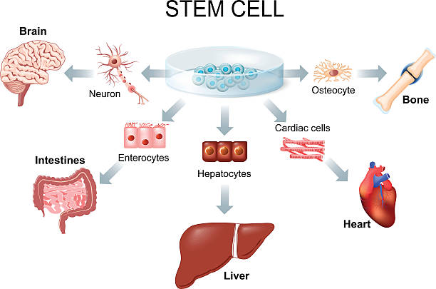 illustrazioni stock, clip art, cartoni animati e icone di tendenza di uso delle cellule staminali per il trattamento delle malattie - cellula umana