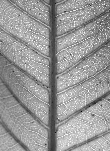 istock mango leaf detail texture for background, black and white 598806976