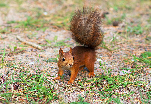 istock Red squirrel in the forest. Sciurus vulgaris. Place for text. 598807120