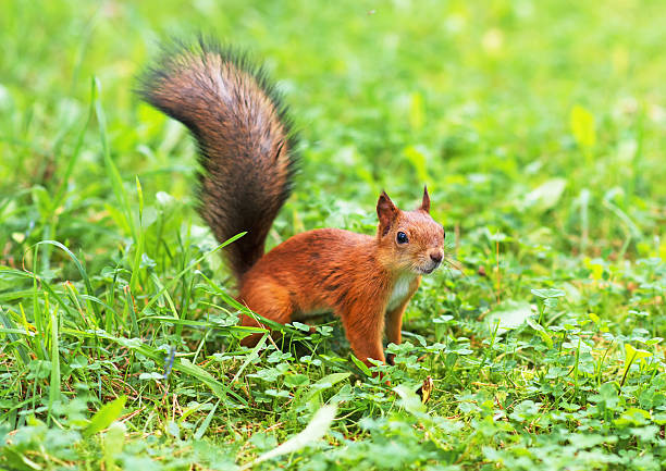 istock Red squirrel in the forest. Sciurus vulgaris. Place for text. 598807380