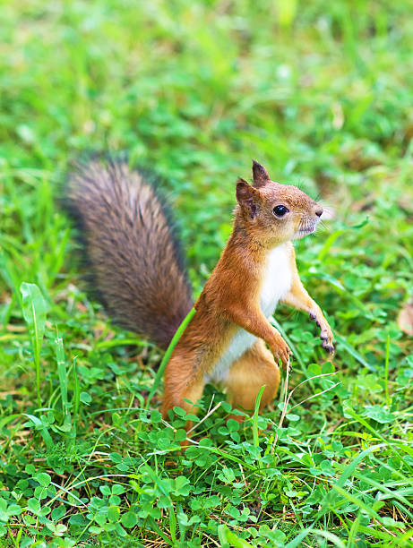istock Curious red squirrel in the forest. Sciurus vulgaris. 598807410