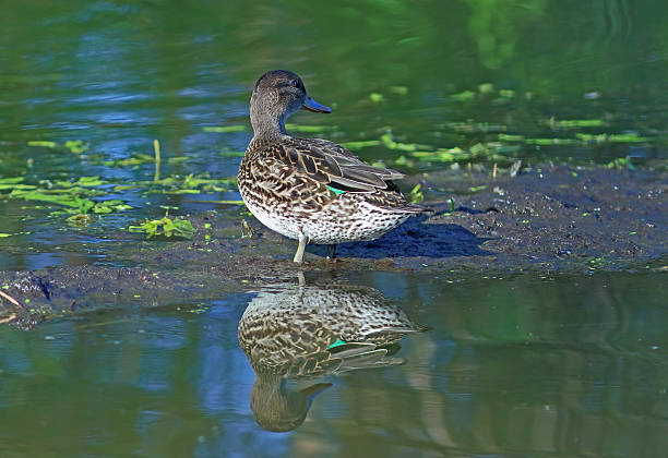 istock Anas crecca. A teal close up on a bog 598808244