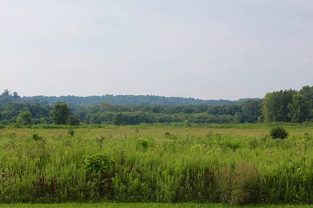 istock Field of Tall Grass 598808454