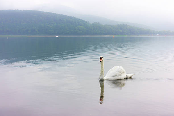 istock Swan of Lake Yamanaka 598808518