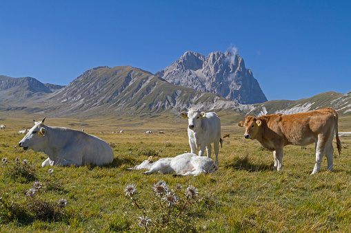 Cow herd grazing in front of the Corno Grande the highest point of Abruzzo on a mountain meadow