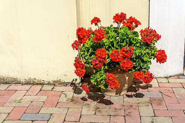 Flowering red geraniums in terracotta pot