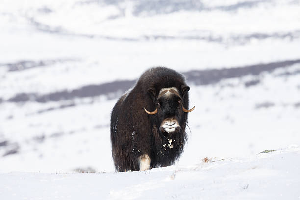 istock Musk Ox in Winter 598810672
