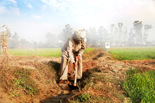 Old farm worker of Indian ethnicity wearing casual clothing and  digging in the irrigation canal for watering in farm. 