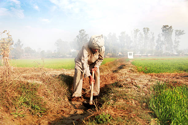 Farmer working in the field Old farm worker of Indian ethnicity wearing casual clothing and  digging in the irrigation canal for watering in farm.  garden hoe photos stock pictures, royalty-free photos & images