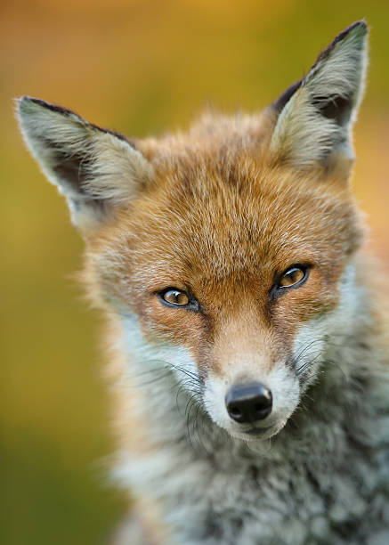 istock Portrait of young red fox 598810892