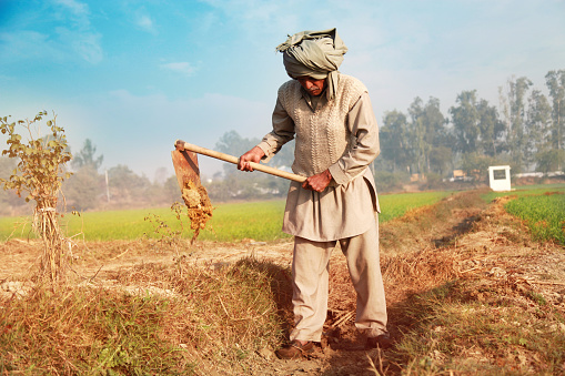 Old farm worker of Indian ethnicity wearing casual clothing and digging in the irrigation canal for watering in farm. 
