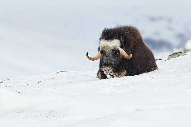 istock Young Musk Ox in winter 598810948