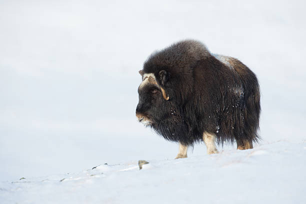 istock Muskox in winter 598810968