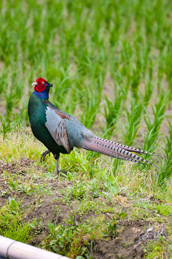 Green Pheasant In A Paddy Field Stock Photo - Download Image Now - Animal,  Archipelago, Bird - iStock