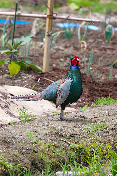 istock Green pheasant, male 598811058