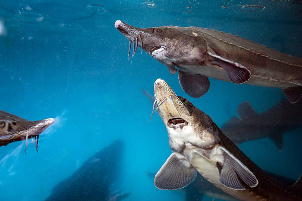 Sturgeon underwater Sturgeon underwater  sturgeon fish stock pictures, royalty-free photos & images