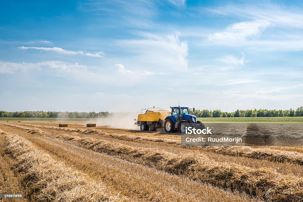 Mechanized picking straw and square baling With the high-pressure baler coupled to a tractor the wheat straw is mechanically picked up and squeezed in square bales. Agriculture Stock Photo